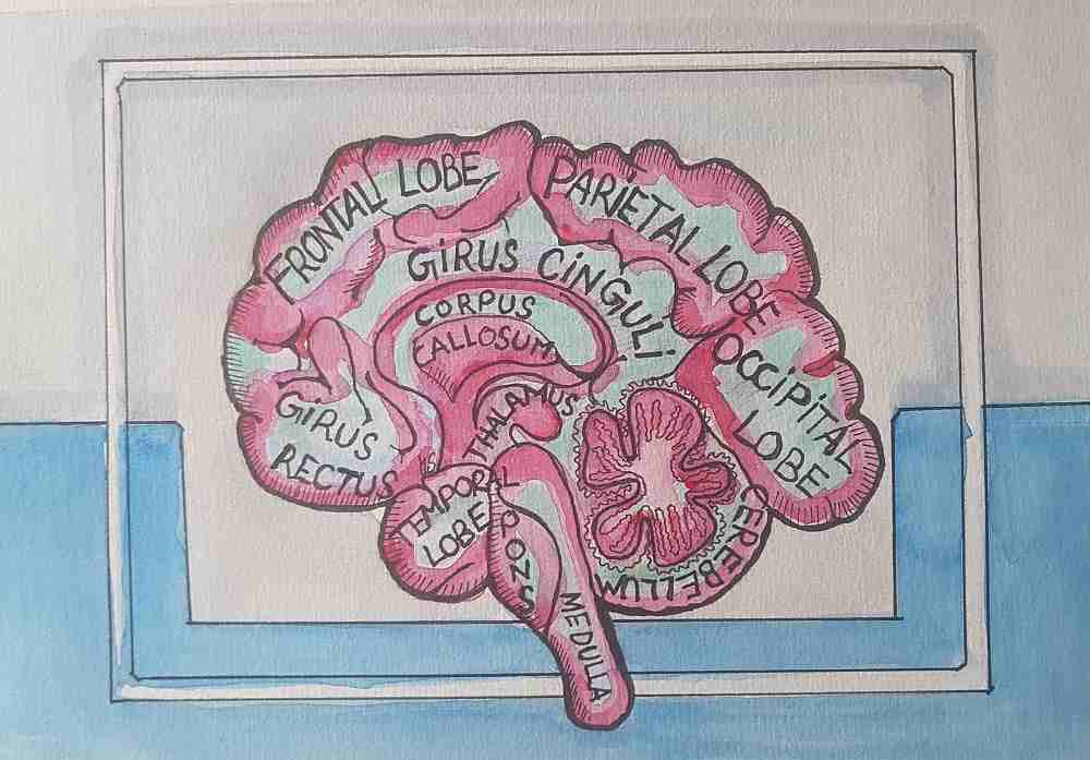 ГНМ: Нефробластома