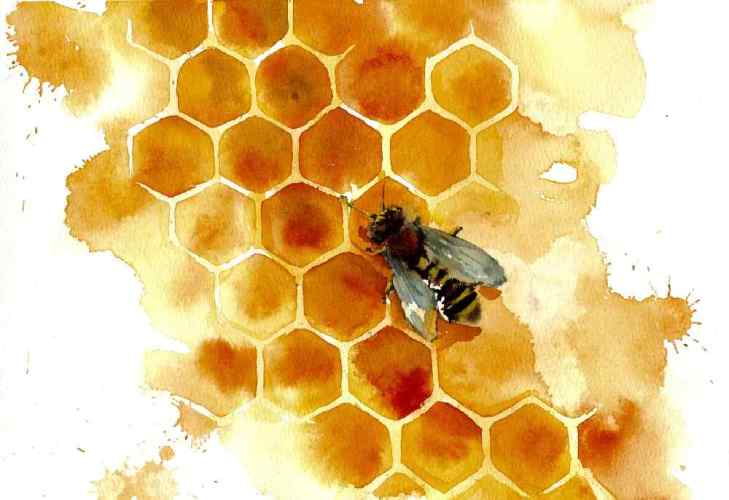 Мишка очень любит мёд - почему, кто поймет